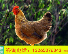 清远麻