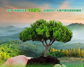淄博莲馨农业发展有限公司