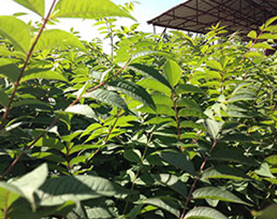 吉林省明仁苗圃基地有限责任公司